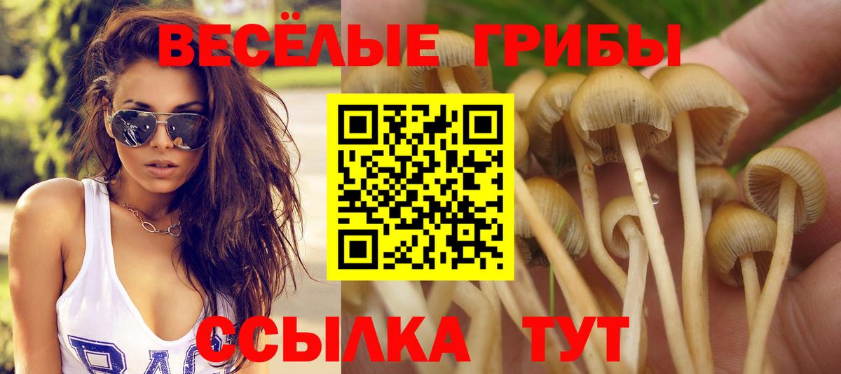 как найти закладки  Галлюциногенные грибы Psilocybine cubensis  Вход с VPN  Камень-на-Оби 